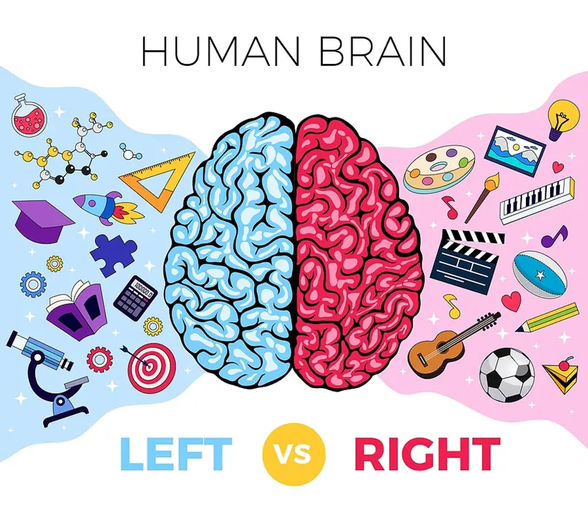 human brain illustration